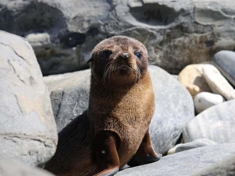 From Penneshaw: Kangaroo Island Sights and Wildlife Tour - Detailed Breakdown of the Itinerary