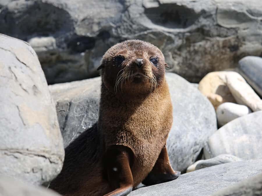 From Penneshaw: Kangaroo Island Sights and Wildlife Tour - Detailed Breakdown of the Itinerary