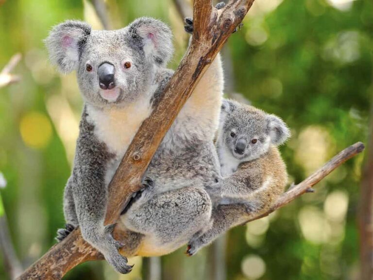 From Penneshaw: Kangaroo Island Wildlife Encounter - Who Will Love This Tour?