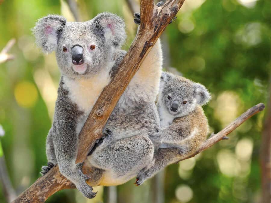 From Penneshaw: Kangaroo Island Wildlife Encounter - Who Will Love This Tour?