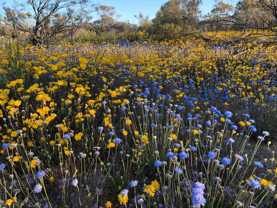 From Perth: Full-Day Wildflower Discovery Tour - The Benefits of a Flexible Itinerary