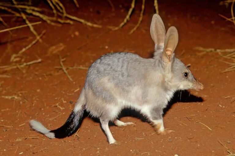From Perth: Perth Wildlife Tour Under the Stars with Dinner - The Practicalities: What to Know Before You Go