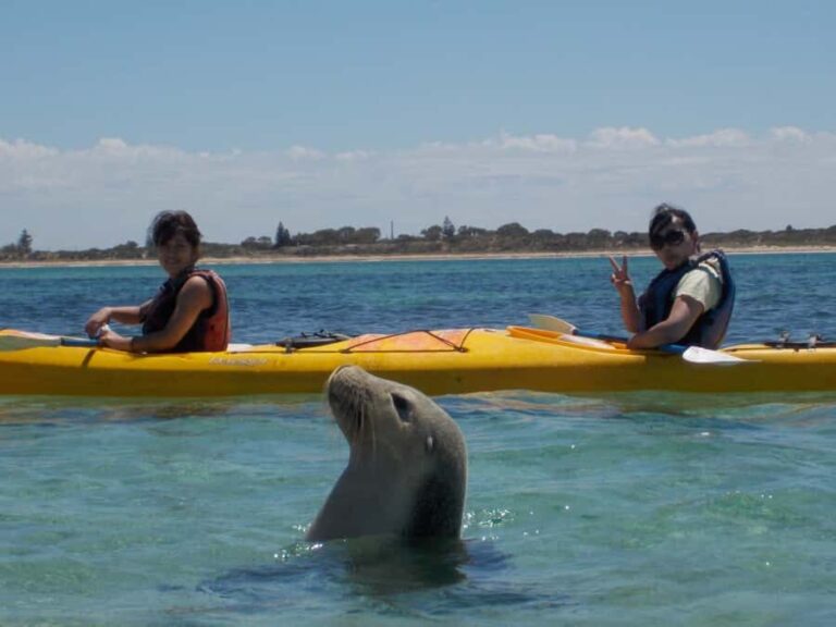 From Perth: Rockingham Seal & Penguin Islands Sea Kayak Tour - Who Will Love This Tour?