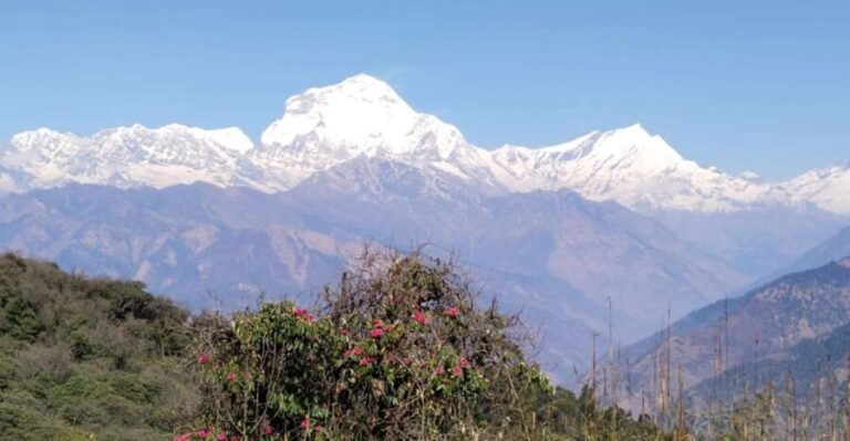 From Pokhara: 4-Day Annapurna and Poon Hill Himalayan Trek - What Travelers Say