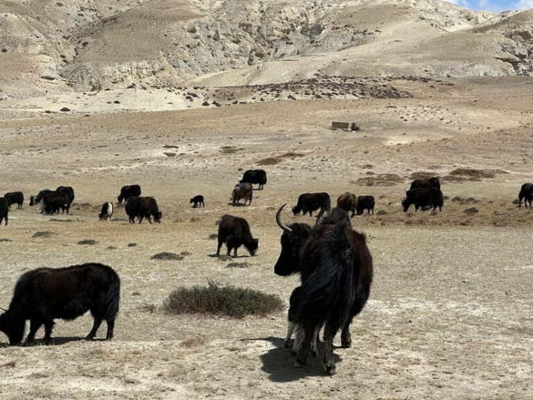 From Pokhara: Short Upper Mustang Guided Trekking 10-Days - The Itinerary Breakdown: Day-by-Day Highlights