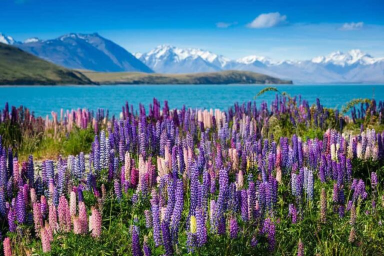 From Queenstown: Half-Day Guided Tour to Mount Cook - Omarama: A Charming Rest Stop