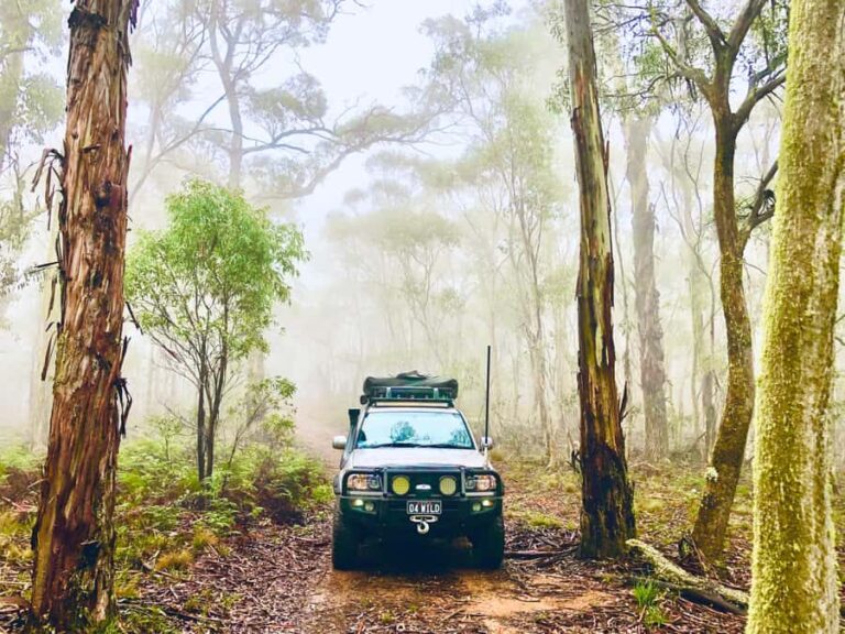 From Sydney: 2-Day Blue Mountains Camping 4WD & River Cruise - Authentic Wildlife Encounters and Scenic Wonders