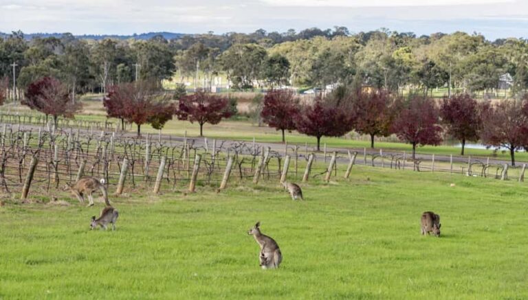 From Sydney: All Inclusive Boutique Hunter Valley Wine Tour - The Sum Up