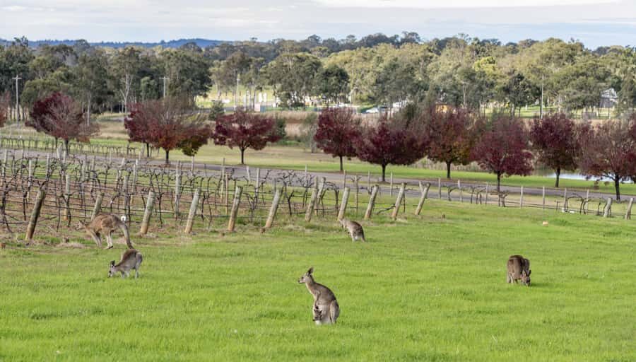 From Sydney: All Inclusive Boutique Hunter Valley Wine Tour - The Sum Up
