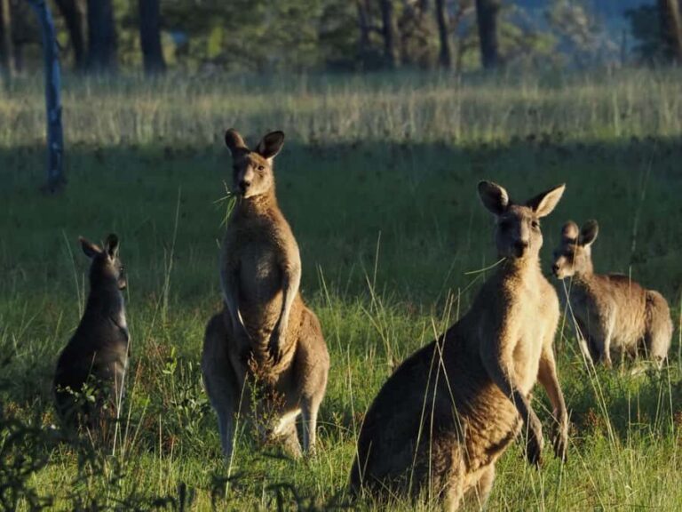 From Sydney: Australian Wildlife Safari with Lunch & Dinner - The Nighttime Experience: Spotlighting and Nocturnal Animals
