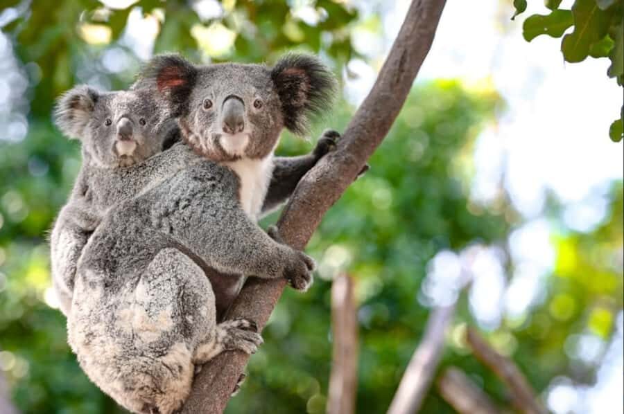 From Sydney: Blue Mountains and Featherdale Tour - Value and Practical Considerations