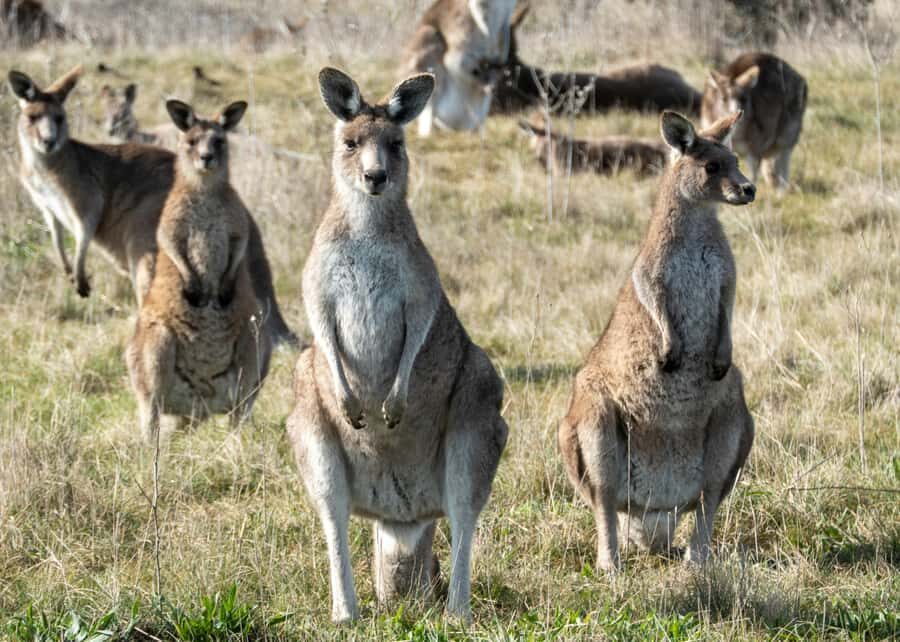 From Sydney: Full-Day Tour to Canberra - How Well Does It Value?