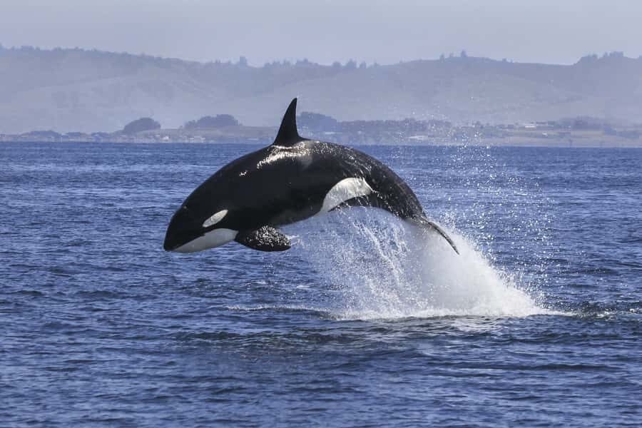From Tauranga: Dolphin and Wildlife Cruise - A Deep Dive into the Tauranga Dolphin and Wildlife Cruise