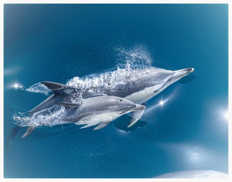 From Tauranga: Half-Day Swimming with Dolphins Tour - Evaluating the Value