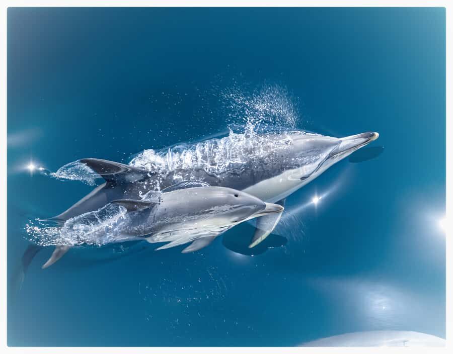 From Tauranga: Half-Day Swimming with Dolphins Tour - Evaluating the Value