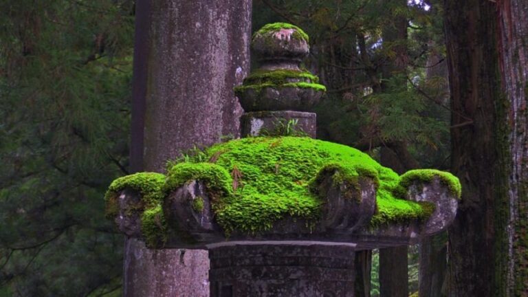 From Tokyo: Nikko Full Day Private Sightseeing Tour - The Experience: What You Can Expect