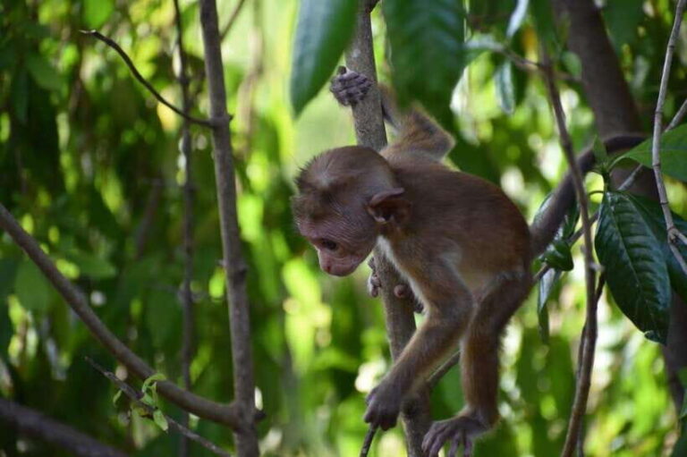 From:Mirissa/Galle/Hilkaduwa with Udawalawe safari - How the Experience Is Valued