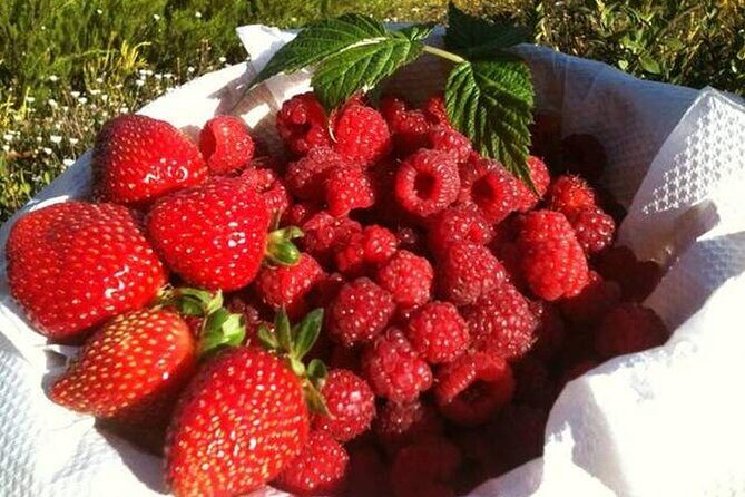 Fruits picking tour from Melbourne - Detailed Breakdown of the Itinerary