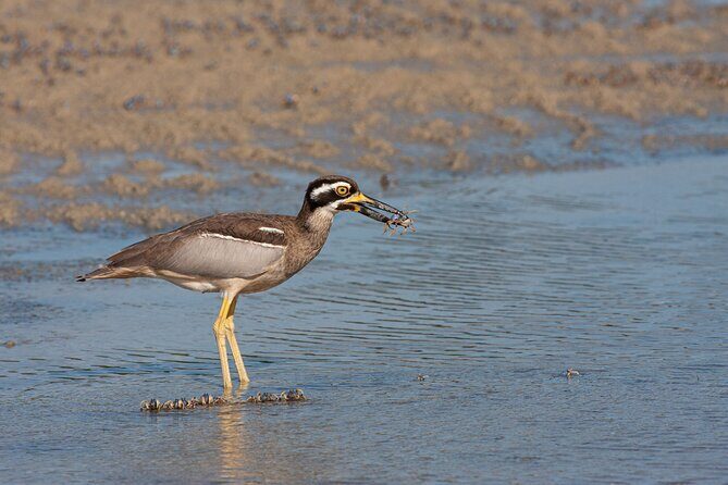 Full Day Birdlife Tour in Bribie Island - FAQ: Questions About the Bribie Island Birdlife Tour