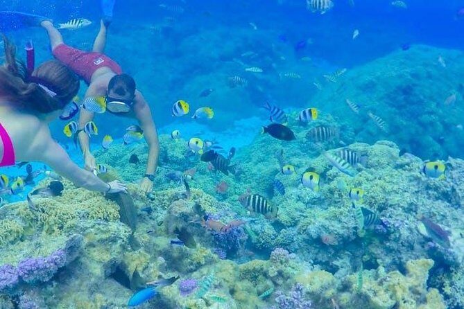 Full-Day Bora Bora Lagoon Cruise Including Snorkeling with Sharks and Stingrays - Who Will Love This Tour?