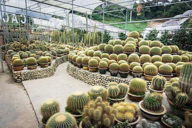 Full-day Cameron Highlands Tour - Considerations and Possible Drawbacks