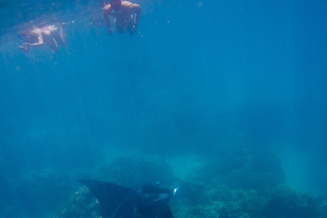 Full Day Combo Snorkeling with Buffet and Bora Bora ATV Tour - The Snorkeling: A Lagoon of Colors and Life