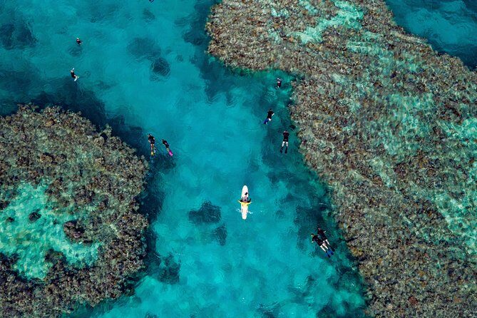Full-Day Great Barrier Reef Snorkeling from Hamilton Island - The Marine Environment: What You’ll See