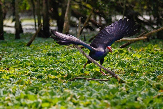 Full day: Hoi An - Bach Ma National Park - The Itinerary: What to Expect