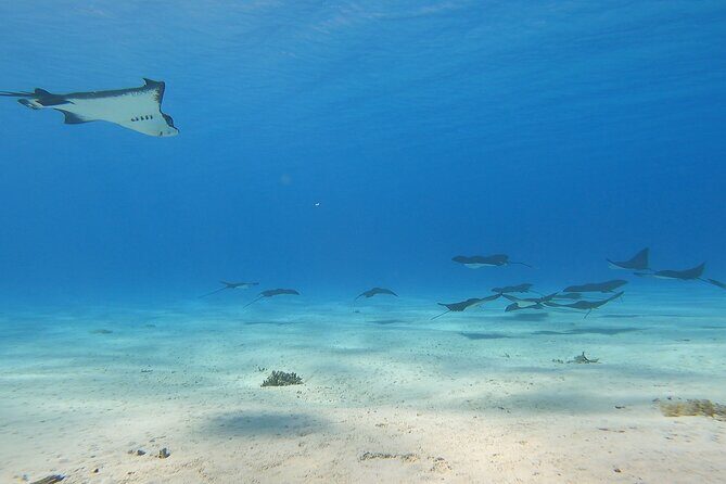Full-day Lagoon Safari Tour with Lunch in Bora Bora - Shared tour - The Food & Beverage Offerings