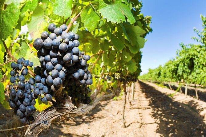Full Day Martinborough Wine Tour - Authentic Insights from Travelers