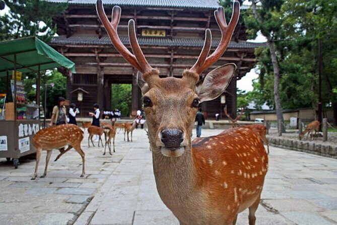 Full Day Nara Highlights Tour with Hotel Pick up and Drop off - Why This Tour Works Well