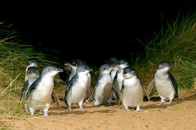 Full-Day Penguins and Wildlife Nature Experience from Melbourne - Transportation and Group Size