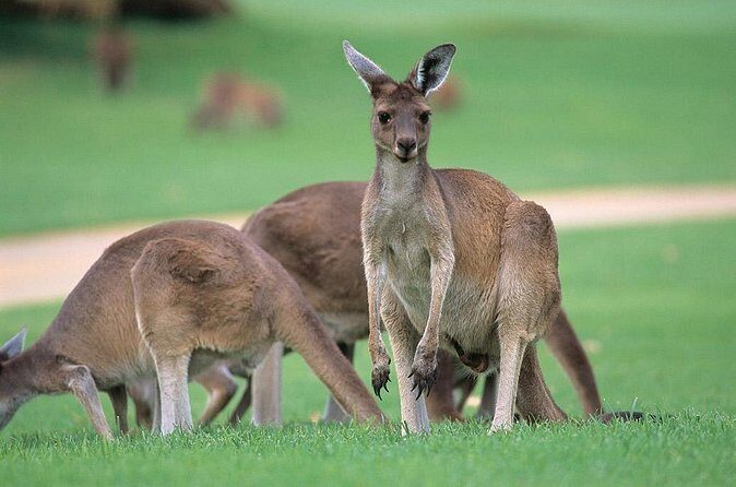 Full-Day Perth, Fremantle, Swan Valley & Wildlife Park - Kings Park: City in a Garden