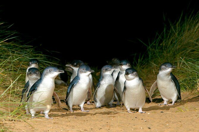 Full-Day Phillip Island Tour with Kangaroo, Koala and Penguin Parade - The Experience: What’s in it for You?