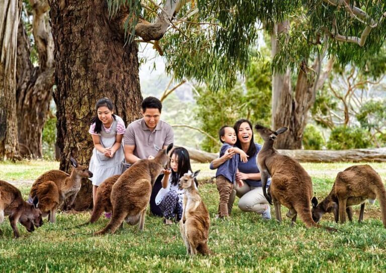 Full-Day Private Australian Wildlife Tour of Phillip Island - FAQ: Your Practical Questions Answered