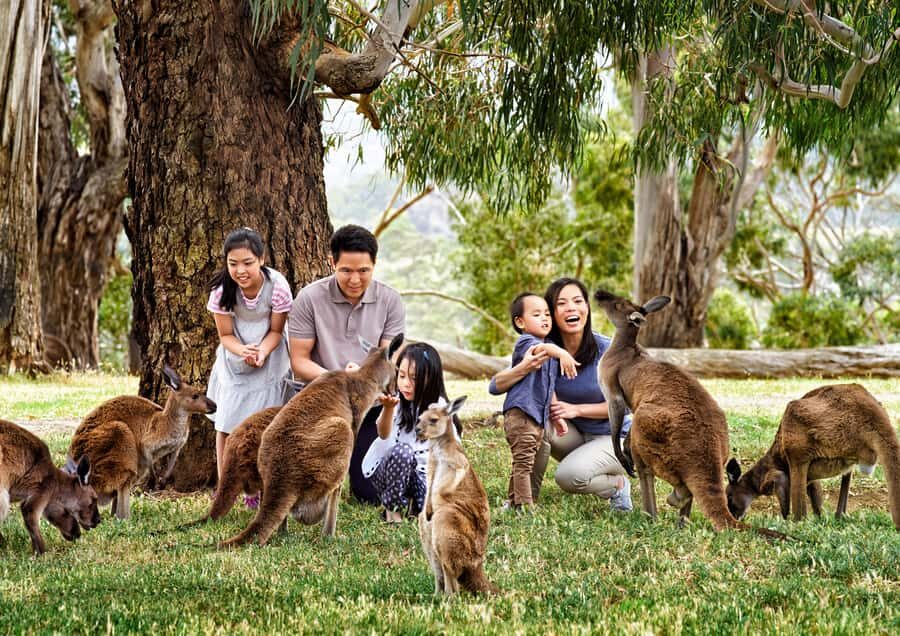 Full-Day Private Australian Wildlife Tour of Phillip Island - FAQ: Your Practical Questions Answered