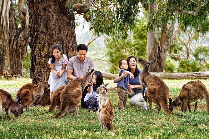 Full-Day Private Australian Wildlife Tour of Phillip Island - Transportation and Logistics