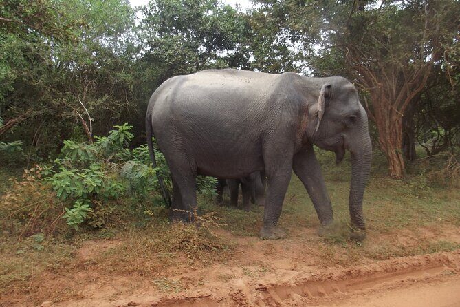 Full Day Safari Tour in Yala National Park - Who Would Enjoy This Safari Most?
