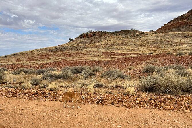 Full day The Painted Desert Tour in Outback South Australia - The Scenic Drive North: Kempe Road and the Moon Plains