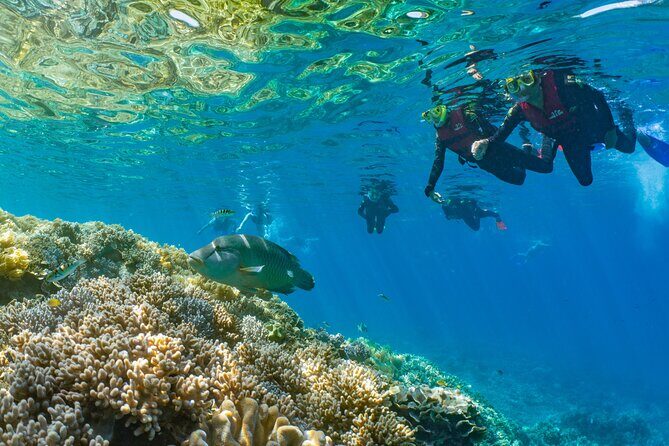 Full Day Tour to Sunlover Cruises Moore Reef and Fitzroy Island - What’s Included & What’s Not