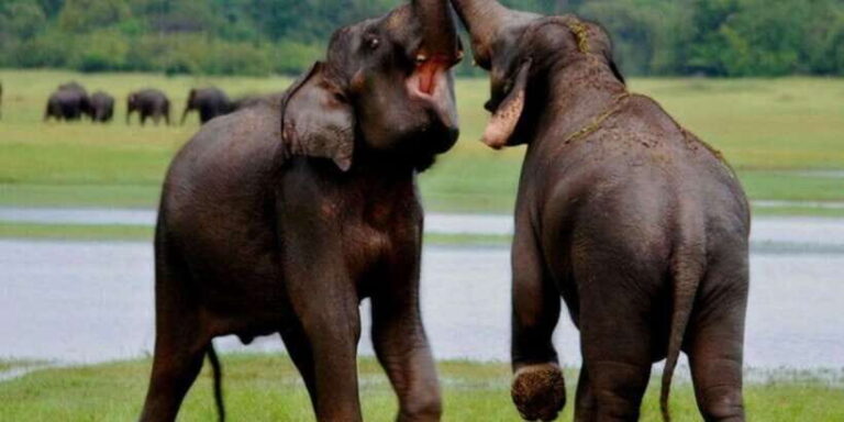 Full Day Udawalawe Safari Adventure with Lunch (Private) - What Makes This Tour Special?