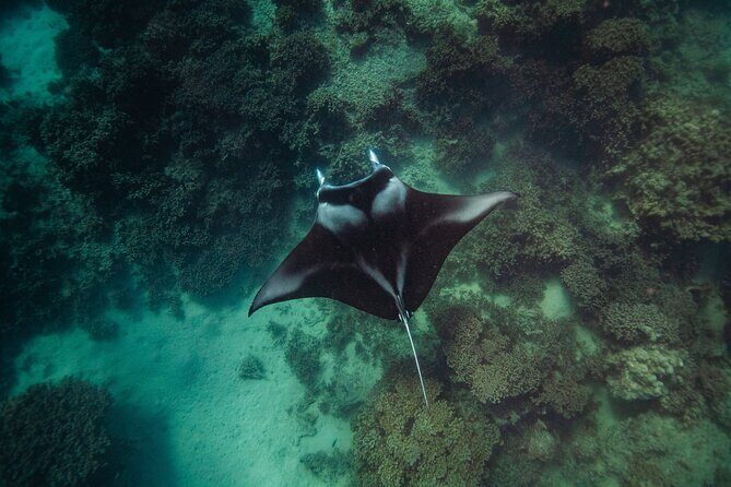 Full Day Water Experience Eco snorkeling and Jet ski with lunch - What’s Truly Special About This Tour