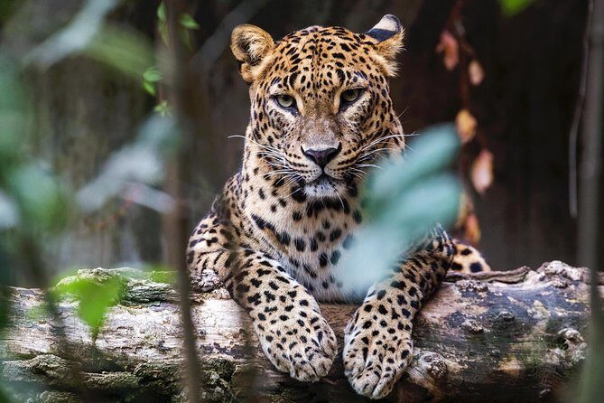 Full Day Yala Safari with Picnic Lunch from Hambantota Harbour - Frequently Asked Questions