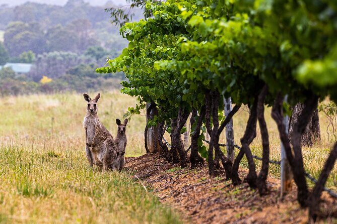 Fully Private and Customisable Hunter Valley Wine Tour - Summary: Is This Tour Right for You?