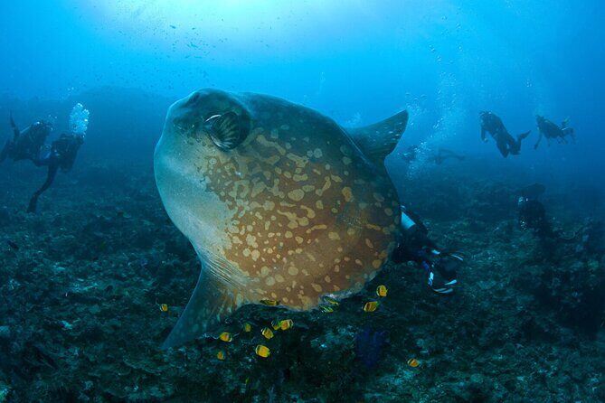 Fun Dive Nusa Penida Bali - For Certified Divers - The Sum Up