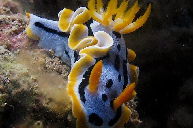 Fun Dives - Guided Dives for Certified Divers - Final Thoughts