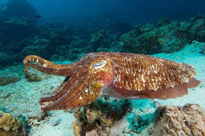 Fun Diving Safari Day Trip From Koh Lanta - Certified Divers - Who Will Enjoy This Tour?