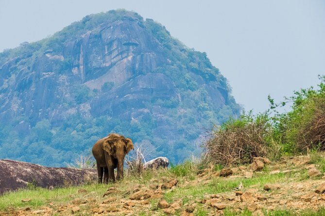 Gal Oya National Park Safari - The Itinerary and Logistics