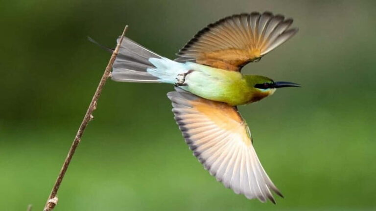 Galle to Udawalawe: Sinharaja Birdwatching Tour with Lunch - Continuing to Udawalawe: The Next Stage