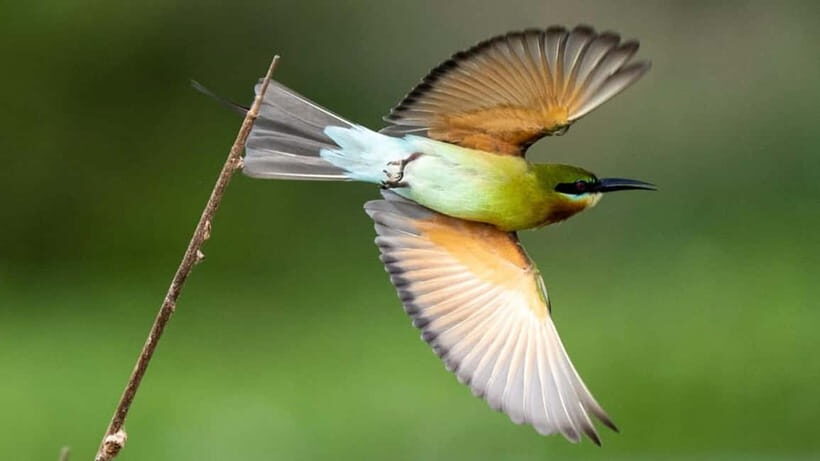 Galle to Udawalawe: Sinharaja Birdwatching Tour with Lunch - Continuing to Udawalawe: The Next Stage